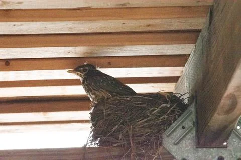 Fledgling preparing to leave the nest Stock Photos