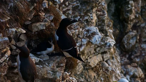 Fledgling Razorbill bird takes it's first jump. 스톡 동영상 118507492