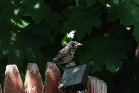 Fledgling robin first day out of the nest Stock Photos