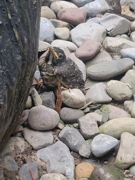 Fledgling Robin Perched on Rough Natural Rocks Stock Photos