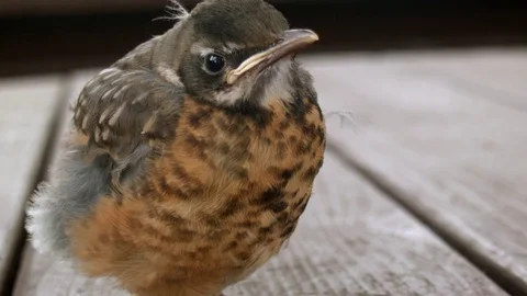 Fledgling Robin on Picnic Table Stock Footage 77256430
