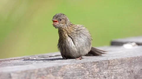 Fledgling Robin Soaking in the Sun with Open Mouth Stock Footage 339467461