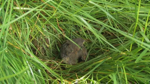 Fledgling sitting on a grass Stock Footage 124590