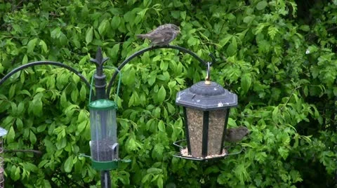 Fledgling sparrow being fed by parent bird on bird feeder Vidéo 20494793