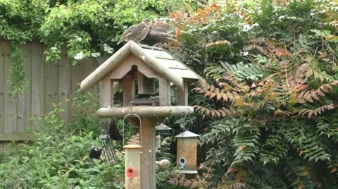 Fledgling Starlings being fed Stock Footage 50366535
