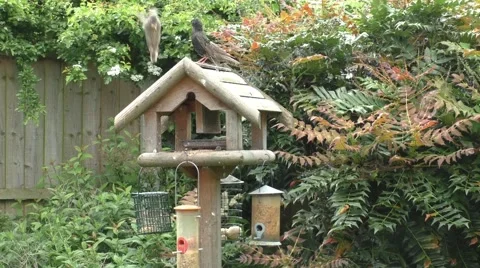 Fledgling starlings on a bird table Stock Footage 50366534