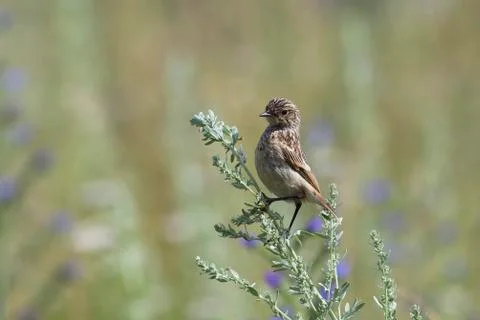 Fledgling stonechat Stock-Fotos