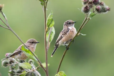 Fledgling stonechat 스톡 사진