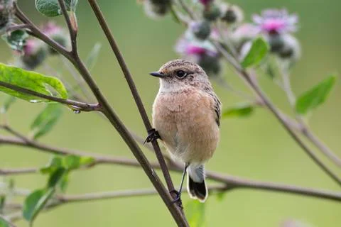 Fledgling stonechat 스톡 사진