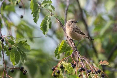 Fledgling stonechat Stock-Fotos
