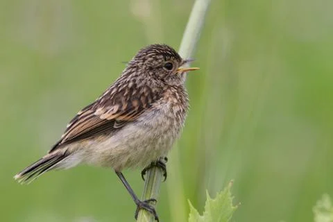 Fledgling stonechat sitting on a branch Stockfoto's