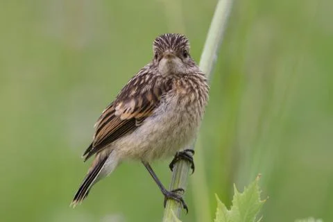 Fledgling stonechat sitting on a branch Foto stock