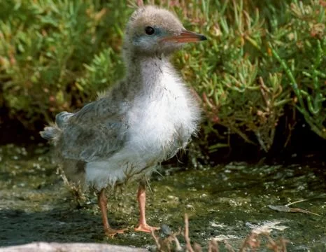 Fledgling, tern chick among thickets of plants on the Tiligul island of the.. Stock Photos