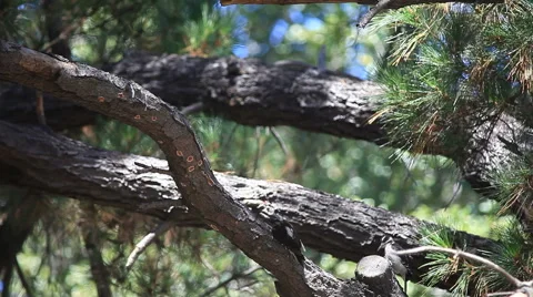 Fledgling woodpecker fed by parent in pine tree Stock Footage 64878246