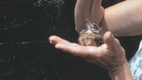 Fledgling Wren Cradled In Hand Garden Rescue New York 1960s Stock Footage 344954516