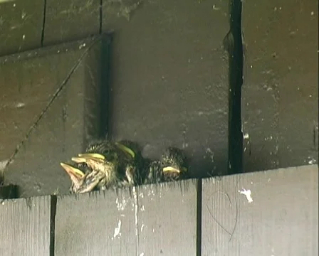 Fledglings Stock Footage 632293