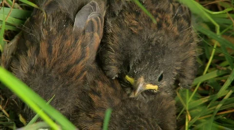 Fledglings sitting on a grass Stock Footage 124607