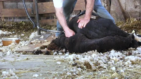 Fleece of sheep Video stock 108277035