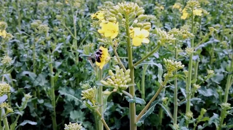 Fleet bee collects pollen Stock Footage 48892383