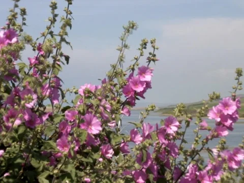 Fleet Flowers Video stock 489850