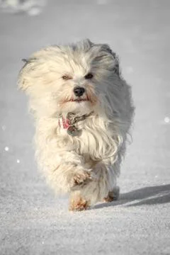 Fleet-footed through the snow Foto stock