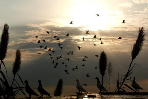 The Fleet Stock Photos