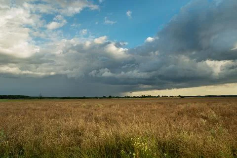 A fleeting cloud with rain over a rapeseed field Stock Photos