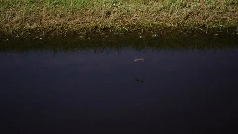 Fleeting dragonflies Vídeos de archivo 312970844