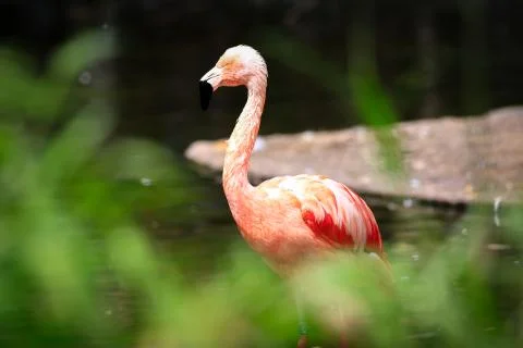 Flemingo 写真素材