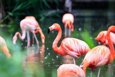 Flemingo 写真素材