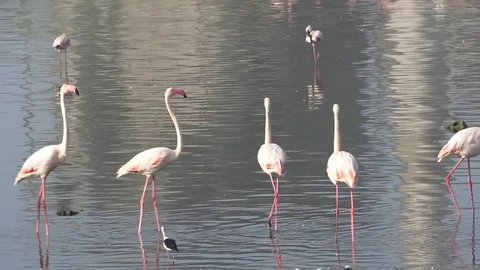 FLEMINGOES Stock Footage 77832738