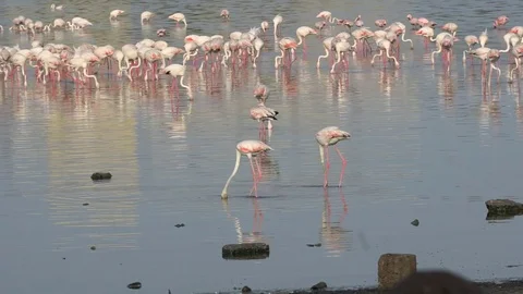 FLEMINGOES Stock Footage 77832818