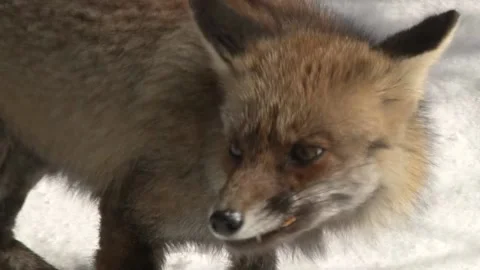 Flemish fox eating pizza Stock Footage 131563481