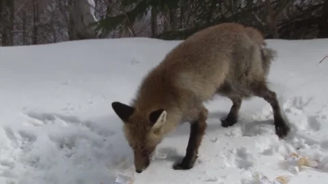 Flemish fox eating pizza Stock Footage 131563550