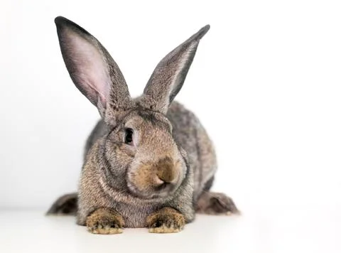 A Flemish Giant rabbit with large ears lying down Stock Photos