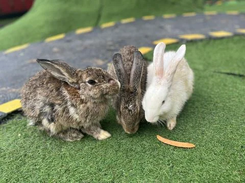Flemish Giant Rabbit Stock Photos