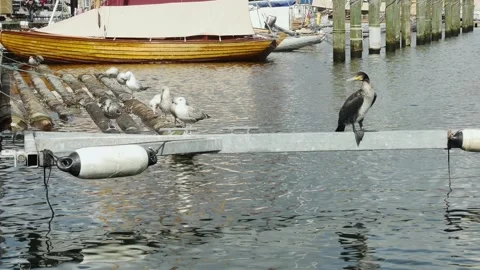 Flensburg, Germany -August 20, 2023. cormorant and resting seagulls on the c 스톡 동영상 254636664
