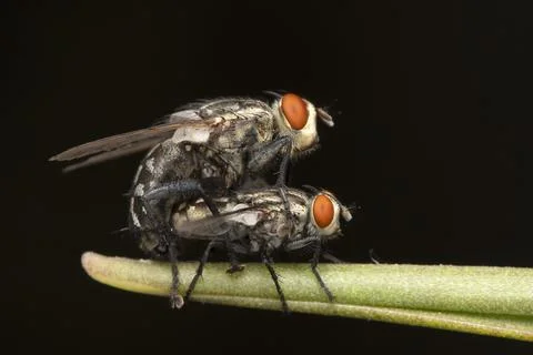 Flesh Flies Mating on a Stem Stock Photos