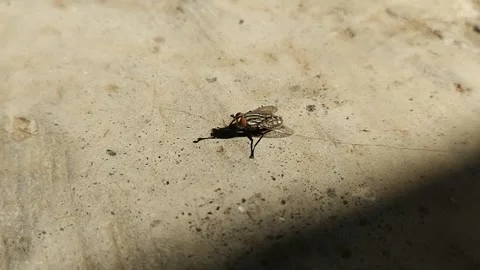 Flesh flies (Sarcophaga) 스톡 동영상 285592133