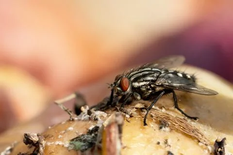 Flesh fly on apple Stock Photos