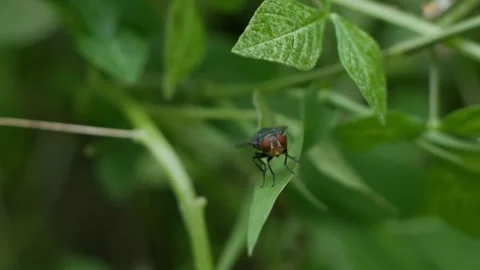 Flesh fly bug on green leaf in garden. Stock Footage 311364469