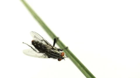Flesh fly cleaning itself on a leaf in slow motion Stock Footage 26777243