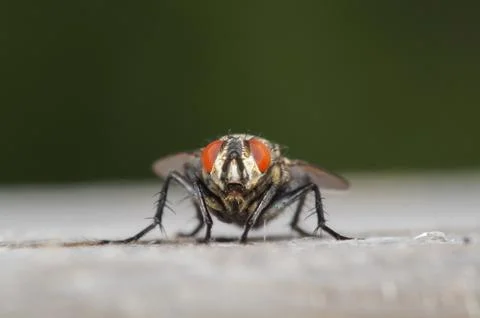 Flesh fly closeup 스톡 사진