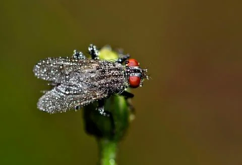 Flesh Fly with Dewdrops Foto stock