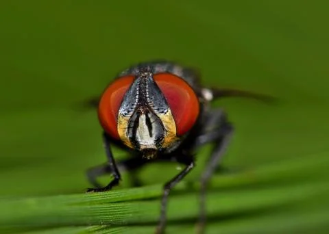 Flesh fly front view Foto stock