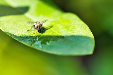 Flesh fly on a green leaf with light and shadow. Hairy legs in black and gray Stock Photos