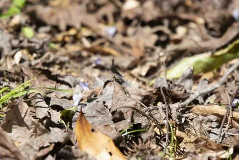 Flesh Fly on the Ground Stock Photos