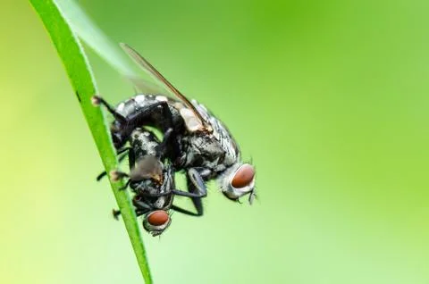 Flesh fly mating Stock Photos