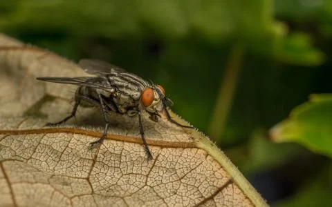 A Flesh Fly Stock Photos
