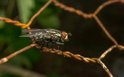 A Flesh Fly Stock Photos
